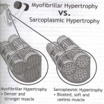 muscular density