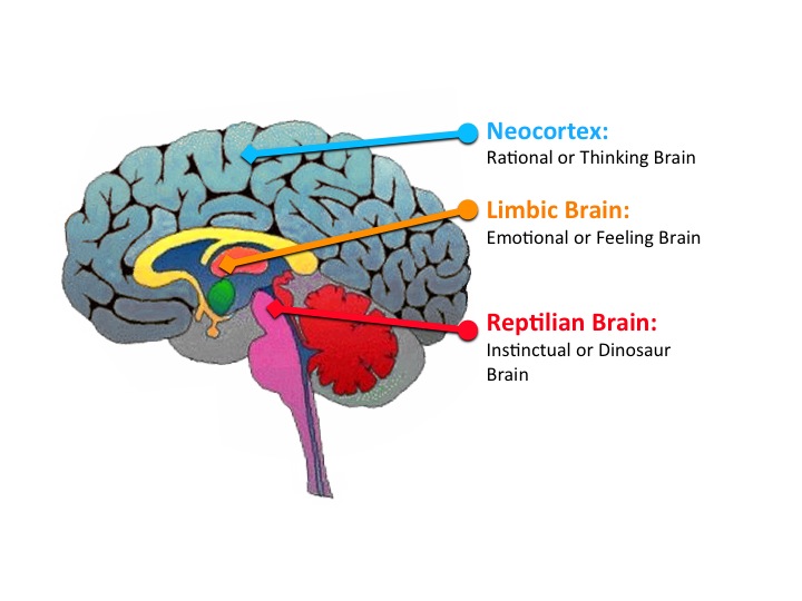 reptillian-brain.jpg