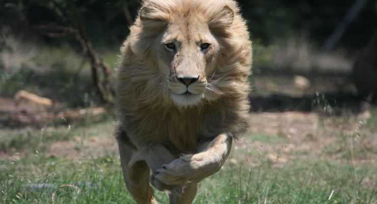 charge